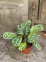 Zdjęcie Ctenanthe Burle Marx w kategorii rośliny, ujęcie 2