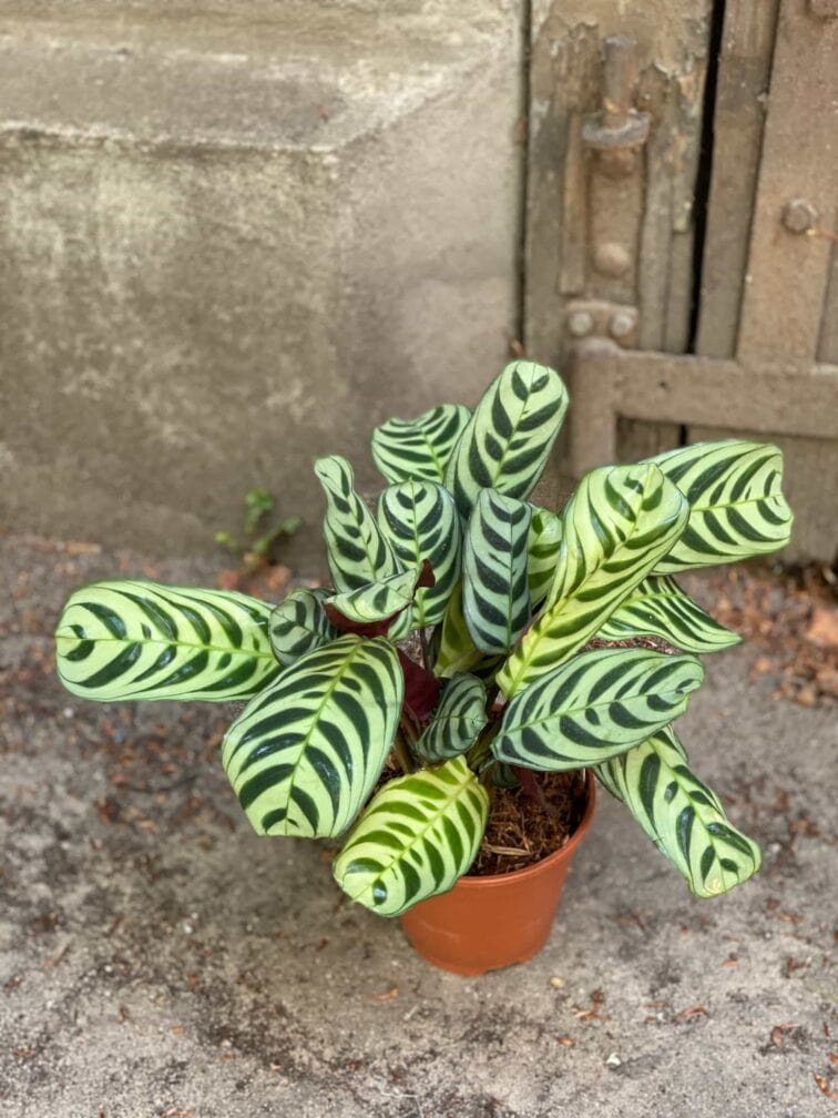 Zdjęcie Ctenanthe Burle Marx w kategorii rośliny, ujęcie 2
