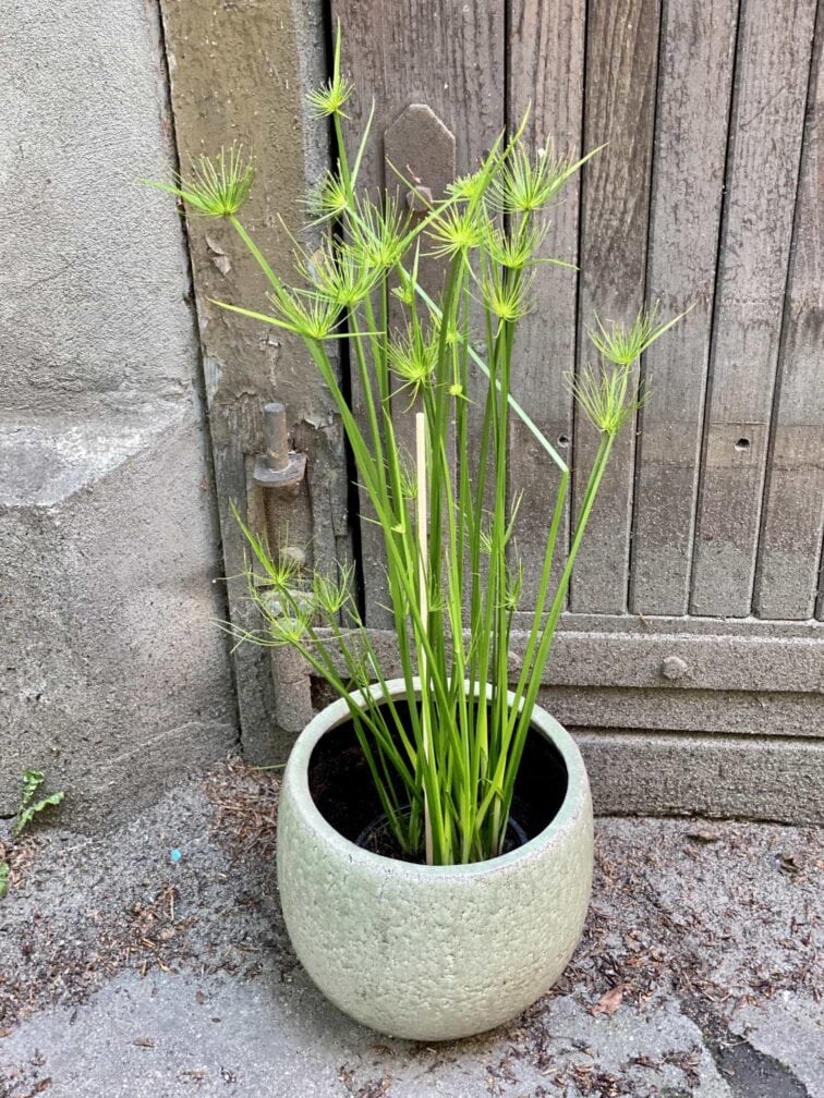 cyperus-haspqn_14x70-0.jpg Zdjęcie Cyperus Haspqn (Papirus) w kategorii rośliny, ujęcie 1