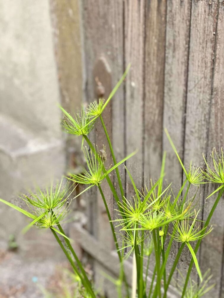 Zdjęcie Cyperus Haspqn (Papirus) w kategorii rośliny, ujęcie 2