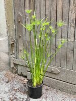 Zdjęcie Cyperus Haspqn (Papirus) w kategorii rośliny, ujęcie 3