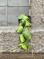 Zdjęcie Dischidia Platyphylla w kategorii rośliny, ujęcie 1