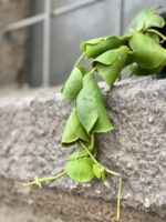 Zdjęcie Dischidia Platyphylla w kategorii rośliny, ujęcie 2