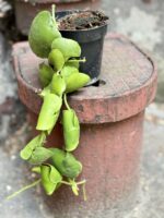 Zdjęcie Dischidia Platyphylla w kategorii rośliny, ujęcie 3