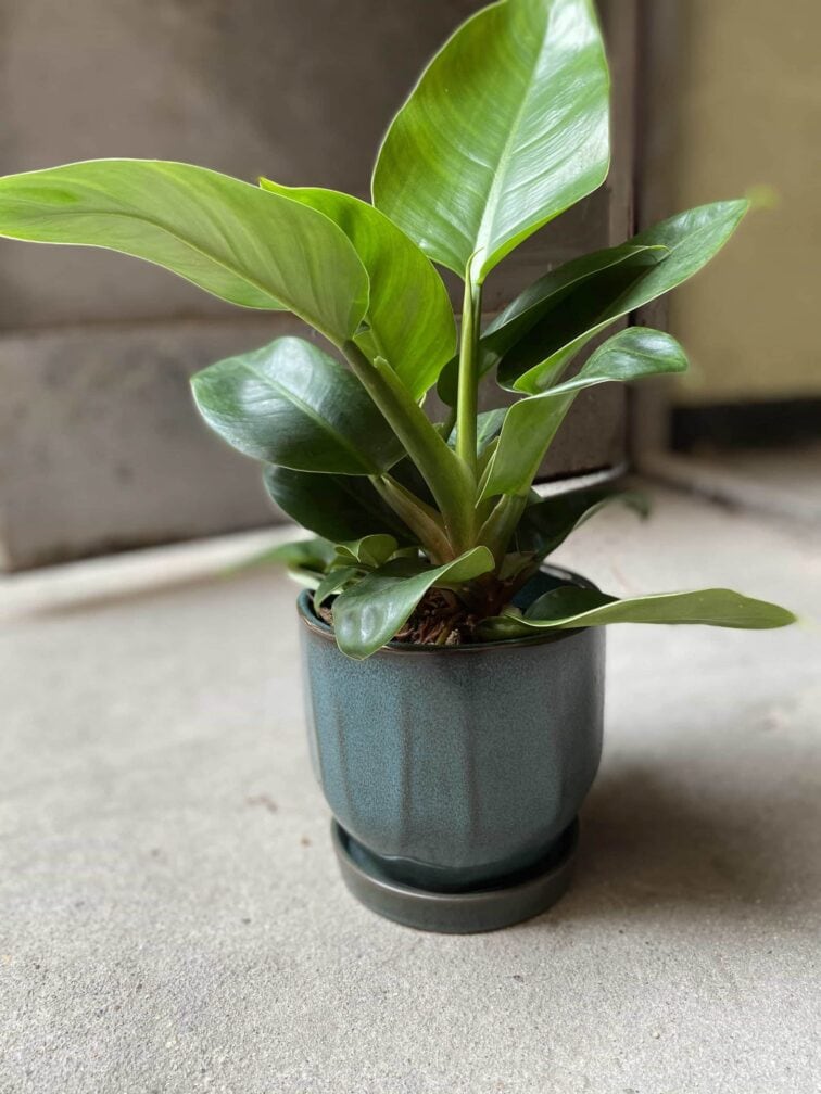Zdjęcie Doniczka Turkusowe Morze 13x13 cm w kategorii doniczki, ujęcie 2