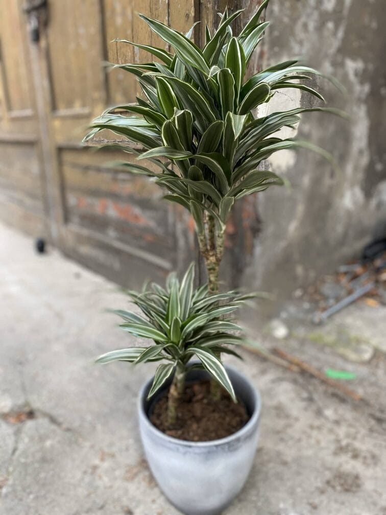 dracena-compacta-variegata_19x18-0.jpg Zdjęcie Dracena compacta variegata w kategorii rośliny, ujęcie 1