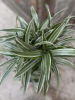 Zdjęcie Dracena compacta variegata w kategorii rośliny, ujęcie 2