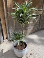 Zdjęcie Dracena compacta variegata w kategorii rośliny, ujęcie 3