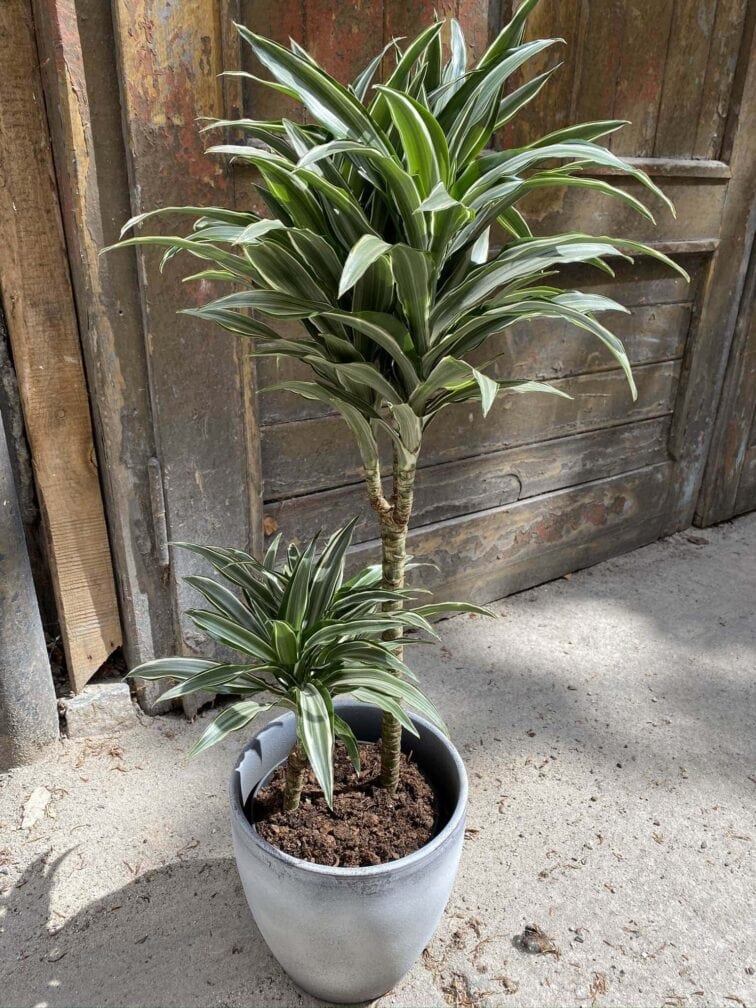 Zdjęcie Dracena compacta variegata w kategorii rośliny, ujęcie 3