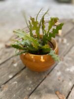 Zdjęcie Epiphyllum anguliger w kategorii rośliny, ujęcie 3