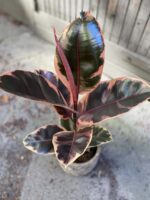 Zdjęcie Ficus Belize w kategorii rośliny, ujęcie 1