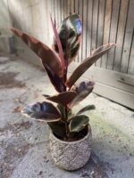 Zdjęcie Ficus Belize w kategorii rośliny, ujęcie 2