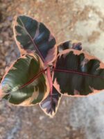 Zdjęcie Ficus Belize w kategorii rośliny, ujęcie 3