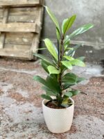 Zdjęcie Ficus Cyathistipula w kategorii rośliny, ujęcie 1