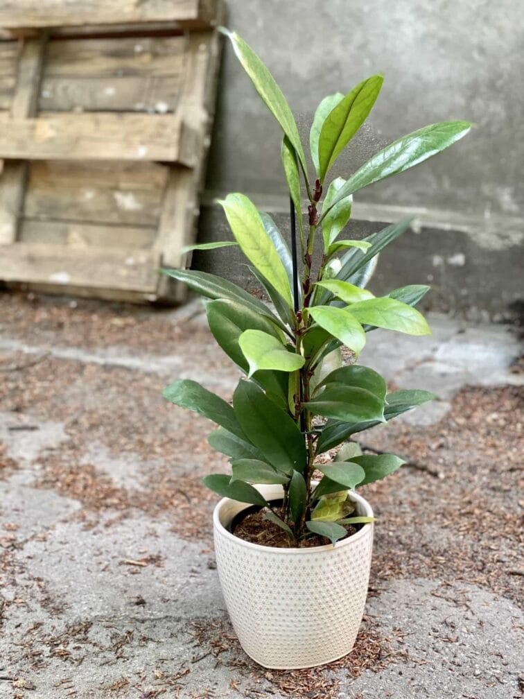 Zdjęcie Ficus Cyathistipula w kategorii rośliny, ujęcie 1