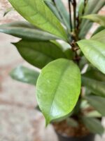 Zdjęcie Ficus Cyathistipula w kategorii rośliny, ujęcie 2