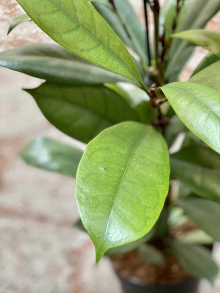 Zdjęcie Ficus Cyathistipula w kategorii rośliny, ujęcie 2