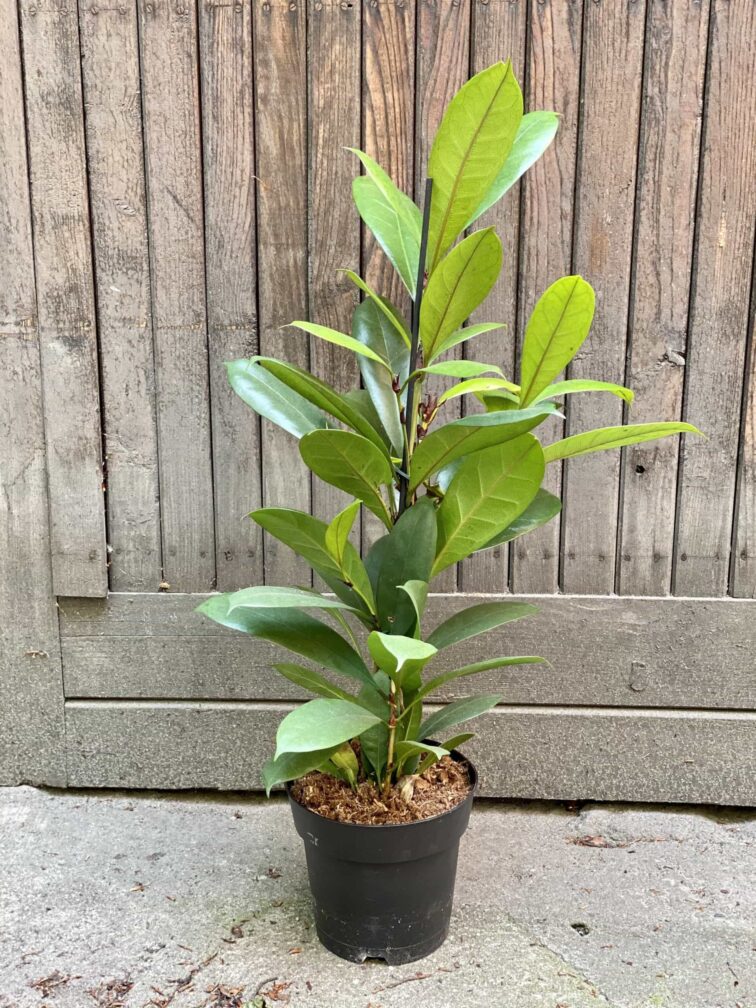 Zdjęcie Ficus Cyathistipula w kategorii rośliny, ujęcie 3