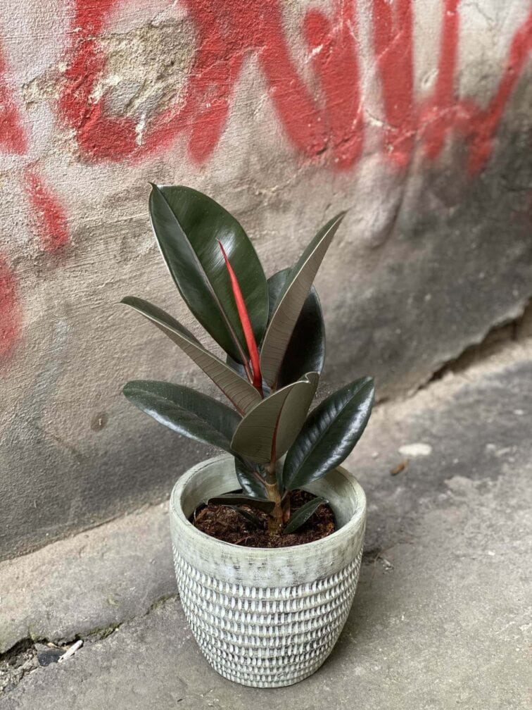 ficus-elastica-abidjan_14x40-0.jpg Zdjęcie Ficus elastica Abidjan w kategorii rośliny, ujęcie 1