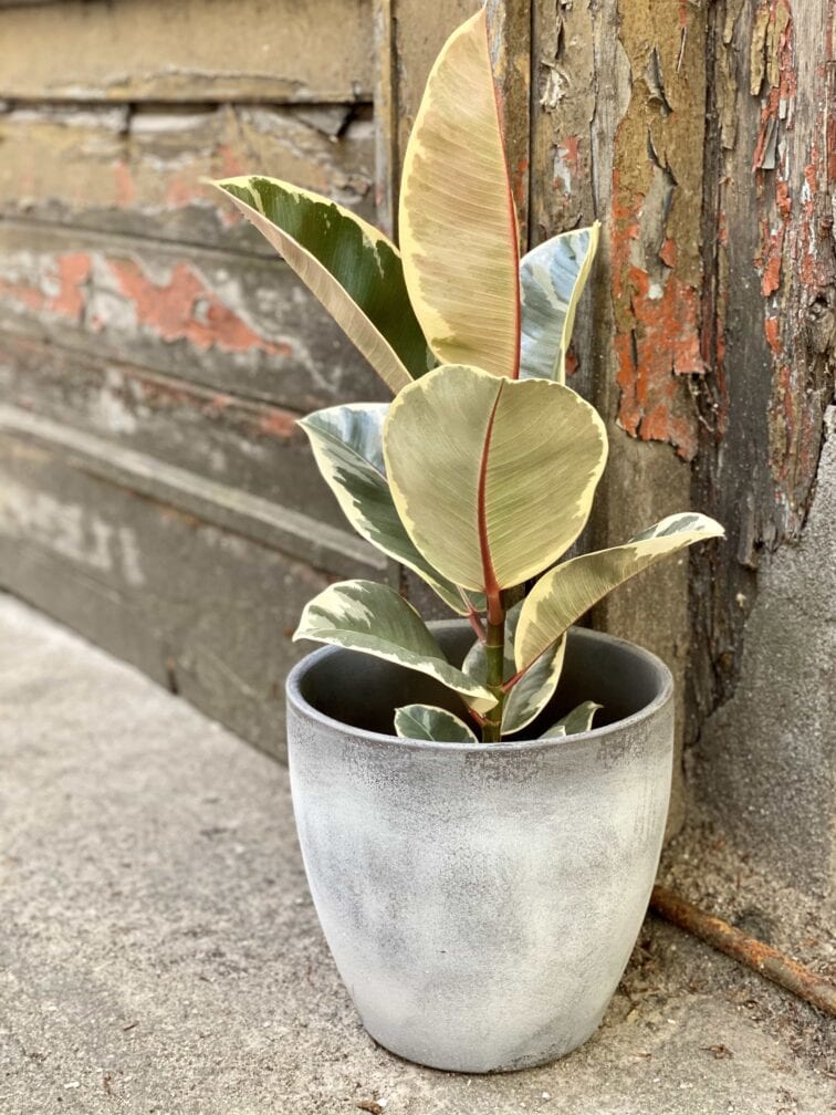 Zdjęcie Ficus Elastica Tineke w kategorii rośliny, ujęcie 1