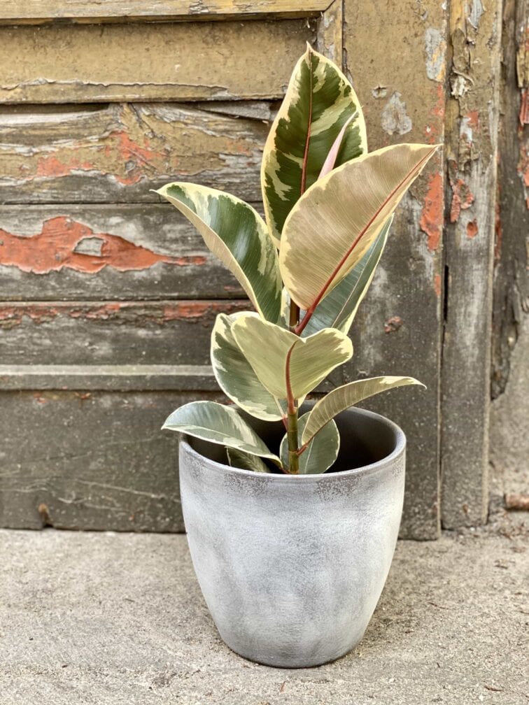 Zdjęcie Ficus Elastica Tineke w kategorii rośliny, ujęcie 2