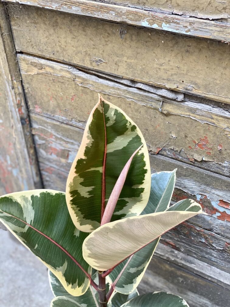 Zdjęcie Ficus Elastica Tineke w kategorii rośliny, ujęcie 3