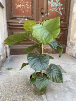 Zdjęcie Ficus umbellata w kategorii rośliny, ujęcie 1