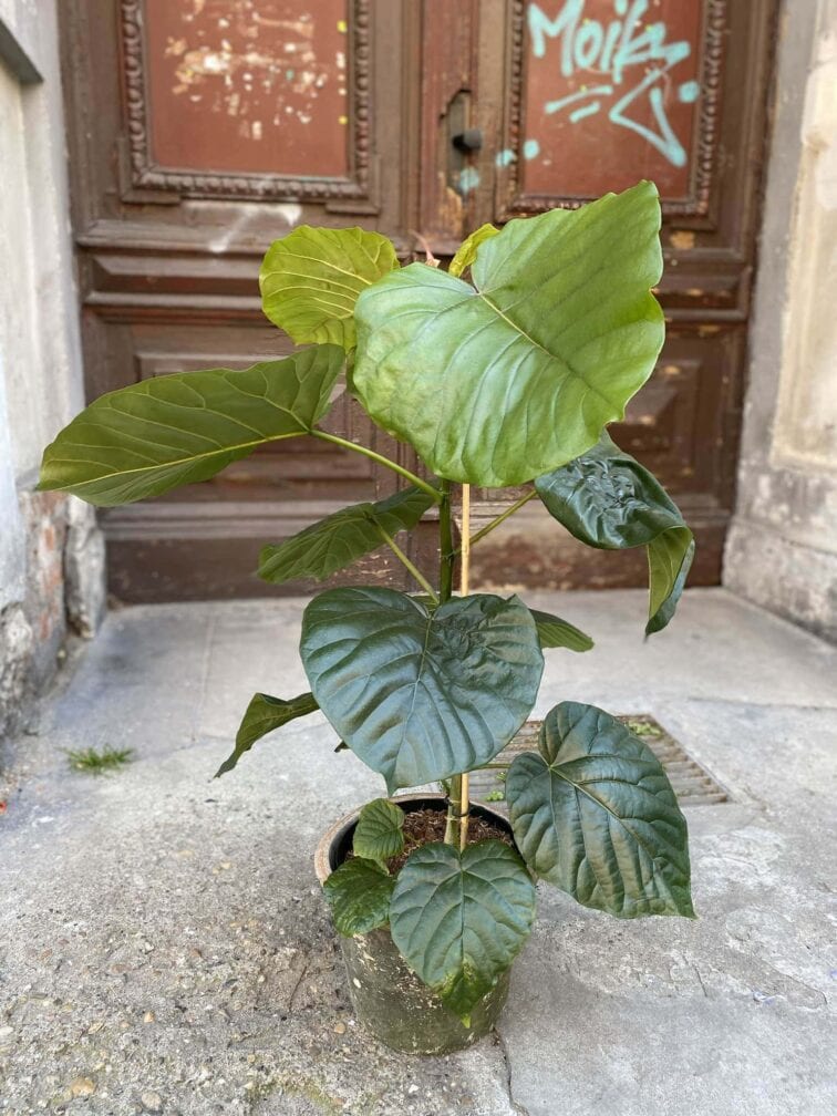 ficus-umbellata_21x75-0.jpg Zdjęcie Ficus umbellata w kategorii rośliny, ujęcie 1