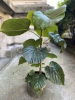 Zdjęcie Ficus umbellata w kategorii rośliny, ujęcie 2