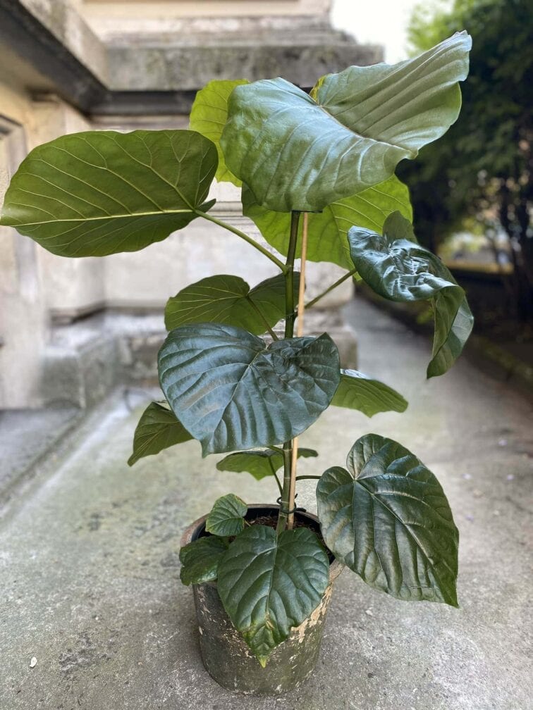 Zdjęcie Ficus umbellata w kategorii rośliny, ujęcie 2