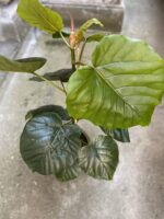 Zdjęcie Ficus umbellata w kategorii rośliny, ujęcie 3