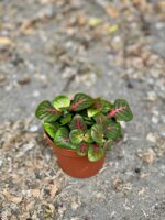 Zdjęcie Fittonia Fortissimo Bubble Red w kategorii rośliny, ujęcie 1