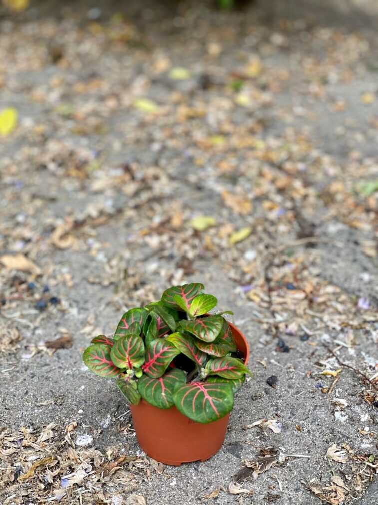Zdjęcie Fittonia Fortissimo Bubble Red w kategorii rośliny, ujęcie 2
