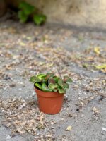 Zdjęcie Fittonia Fortissimo Bubble Red w kategorii rośliny, ujęcie 3