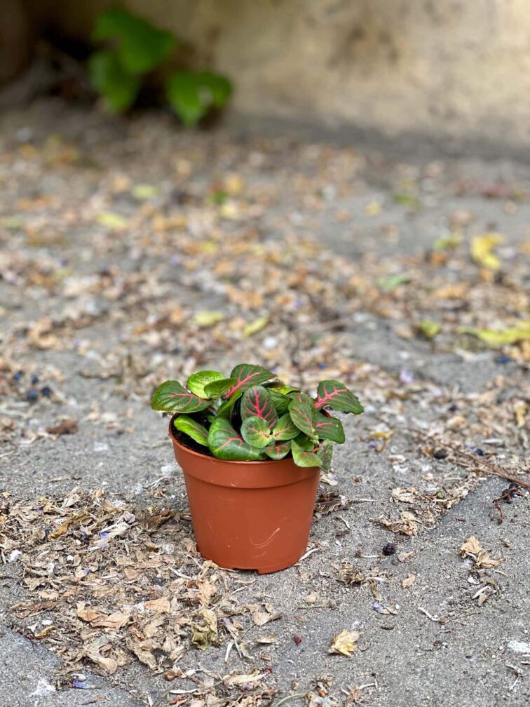 Zdjęcie Fittonia Fortissimo Bubble Red w kategorii rośliny, ujęcie 3