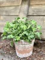 Zdjęcie Geranium Scented Lemon w kategorii rośliny, ujęcie 1