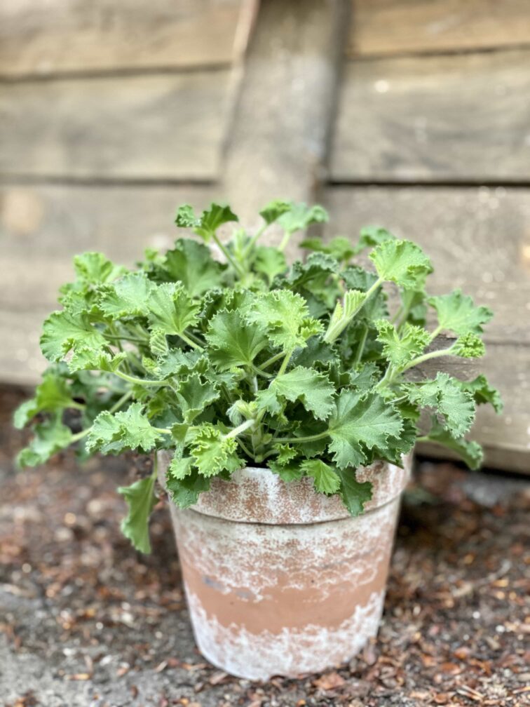 Zdjęcie Geranium Scented Lemon w kategorii rośliny, ujęcie 1