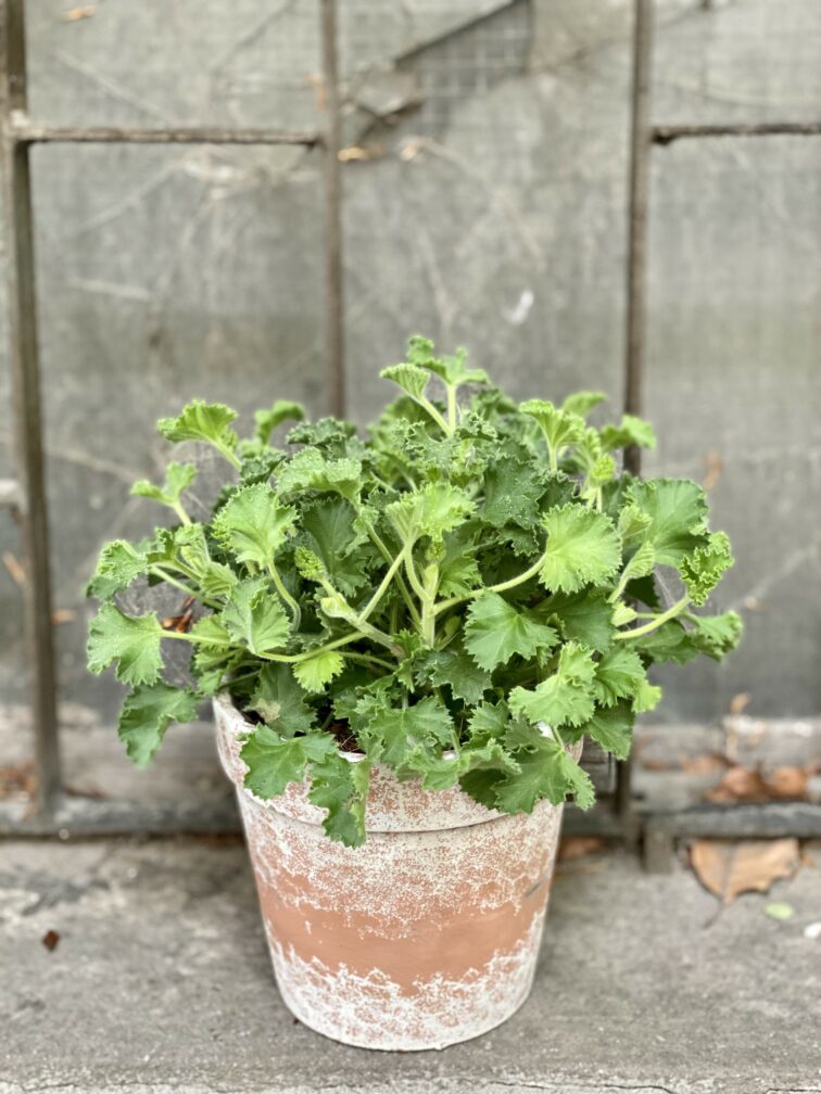 Zdjęcie Geranium Scented Lemon w kategorii rośliny, ujęcie 2