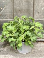 Zdjęcie Geranium Scented Lemon w kategorii rośliny, ujęcie 3
