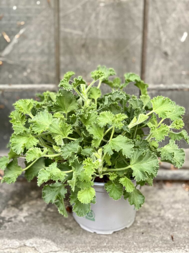 Zdjęcie Geranium Scented Lemon w kategorii rośliny, ujęcie 3
