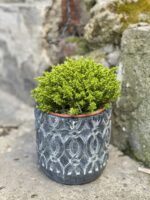Zdjęcie Hebe Emerald Gem (Green globe) w kategorii rośliny, ujęcie 1