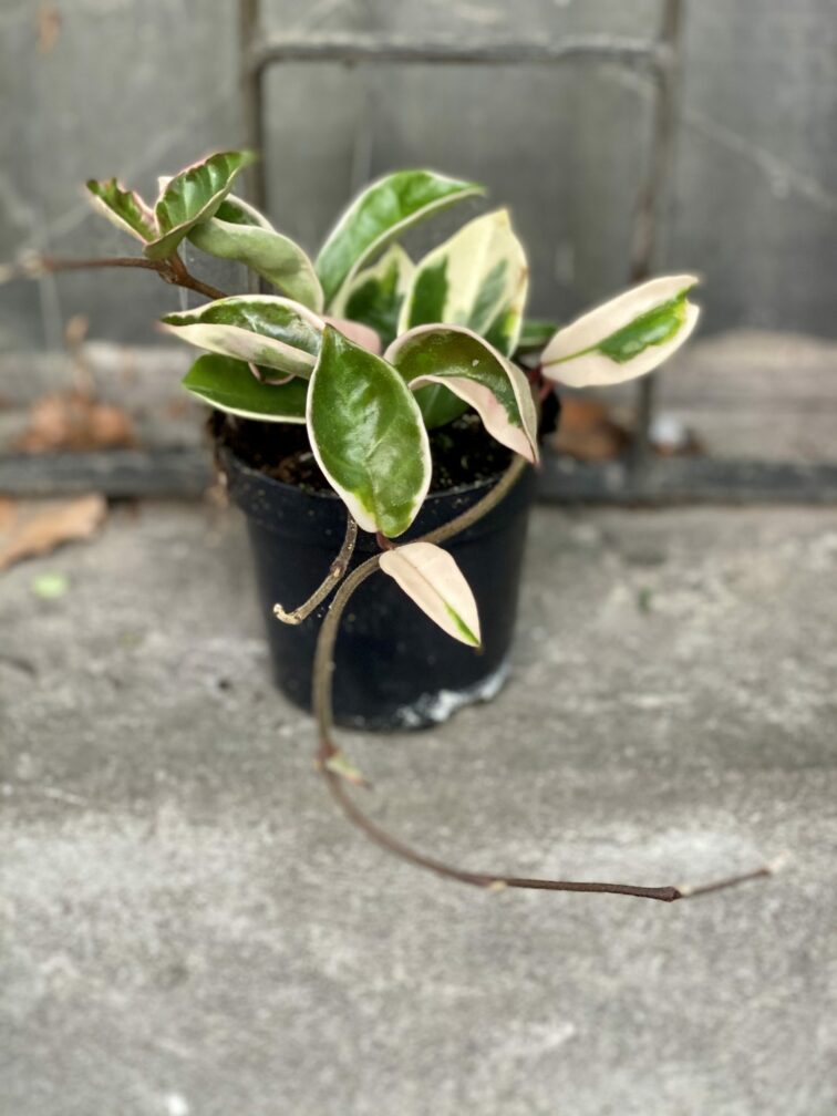 hoya-carnosa-albomarginata_12x20-0.jpg Zdjęcie Hoya carnosa albomarginata w kategorii rośliny, ujęcie 1