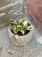 Zdjęcie Hoya carnosa albomarginata w kategorii rośliny, ujęcie 2