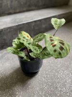 Zdjęcie Marantha Kerchoveana Variegata w kategorii rośliny, ujęcie 1