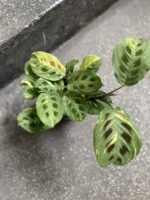 Zdjęcie Marantha Kerchoveana Variegata w kategorii rośliny, ujęcie 2