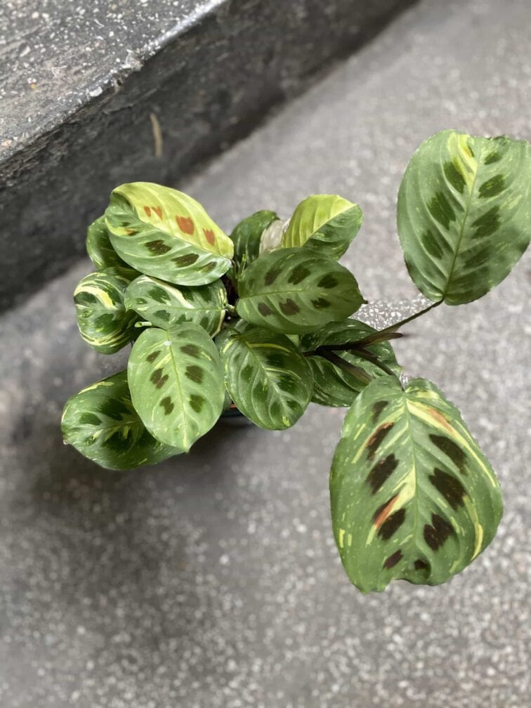 Zdjęcie Marantha Kerchoveana Variegata w kategorii rośliny, ujęcie 2