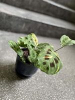 Zdjęcie Marantha Kerchoveana Variegata w kategorii rośliny, ujęcie 3