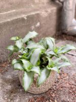 Zdjęcie Murdannia loriformis Bright Star w kategorii rośliny, ujęcie 2
