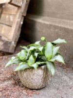 Zdjęcie Murdannia loriformis Bright Star w kategorii rośliny, ujęcie 3