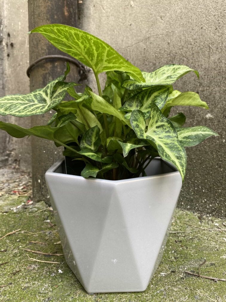 Zdjęcie Osłonka Diamond White 14x14 cm w kategorii doniczki, ujęcie 1